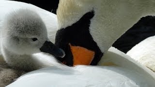 Abbotsbury Swannery Dorset England UK [upl. by Vashtee]