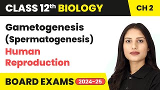 Gametogenesis Spermatogenesis  Human Reproduction  Class 12 Biology Chapter 2  CBSE 202425 [upl. by Acimat71]