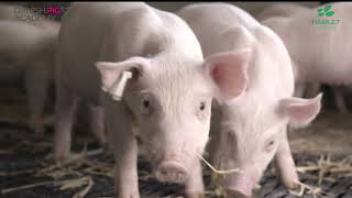 PIG FACTS HP 300 an enzymatically treated soy protein [upl. by Larisa865]