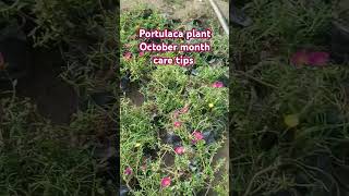 Portulaca plant winter care tips octobergardenwork plants viralshort viralvideo trending yt [upl. by Rosalee]