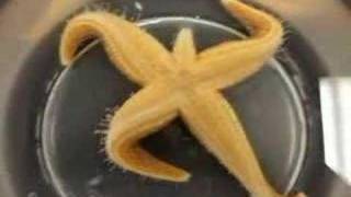 Time Lapse Starfish flipping over [upl. by Aneral]