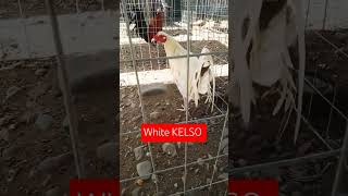 White KELSO backyardbreeder [upl. by Drofkcor]