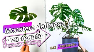 Monstera deliciosa variegata Umtopfen Pflege Selbstbewässerung in mineralischem Substrat [upl. by Shea]