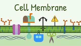 Cell Membrane Structure amp Functions  Membrane Lipids Membrane Proteins and Carbohydrates [upl. by Yelrak]