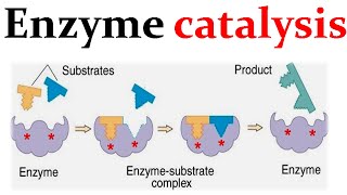 Enzyme catalysis mechanism [upl. by Enrak]