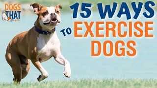 15 Ways To Exercise Your Dog [upl. by Anaiv]