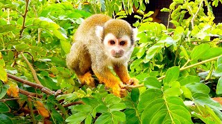 Meet the Squirrel Monkeys at Phoenix Zoo [upl. by Novaat345]