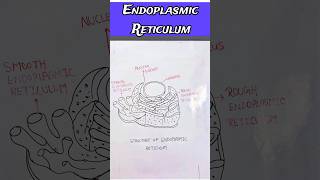 Endoplasmic Reticulum structure and functions 🌟shorts neet drawing shortsfeed shortvideo viral [upl. by Colas]