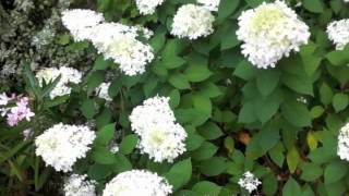 Hydrangea paniculata Limelight [upl. by Orenid]