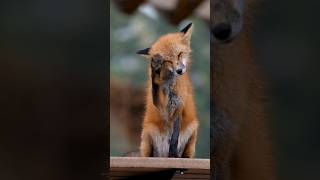 Renard Roux urbain sous une fine pluie 🧡🍂🦊📷 [upl. by Arreik248]