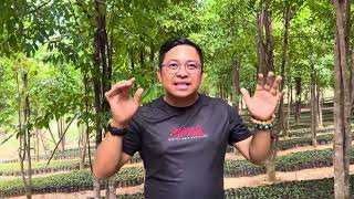 3 MILLION  AGARWOOD SEEDLINGS FOR SALE AQUILARIA MICROCARPA [upl. by Alvin242]