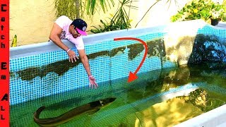 MONSTER FISH in My POOL POND What Happened [upl. by Sisely]