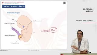 Embriología Desarrollo del sistema digestivo Consideraciones clínicas [upl. by Jaime]