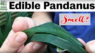 A few tricks to grow Edible Pandanus in Cooler Climates in Australia Smells like coconut amp vanilla [upl. by Peonir503]