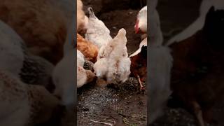 Cómo evitar Coccidiosis en Gallinas [upl. by Haizek]