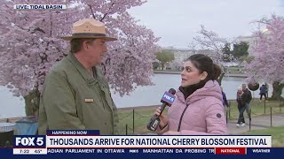 Thousands arrive in DC for National Cherry Blossom Festival  FOX 5 DC [upl. by Ahselaf164]