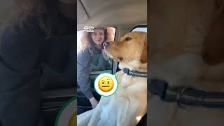 Funny dog refuses to give up the front seat of the car 🚗😂 🎥 Regina Macbeth via ViralHog [upl. by Aileduab]