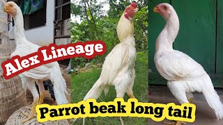 noori whight pairparrot beak long tailmurga marketalexaseelfarm9588 [upl. by Tatia]