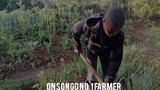 ONSONGO WAZIRI WA KILIMOlifestyle part3 [upl. by Noled91]