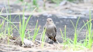 The Black Redstart  WILDLIFE SINGAPORE BIRDING  4K [upl. by Anoirb]