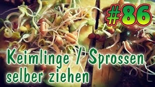 VLog 86 Keimlinge  Sprossen selber ziehen amp anbauen  Weizengras [upl. by Yuma]