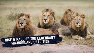 MAJINGILANE MALE LIONS  RISE AND FALL OF LEGENDARY COALITION OF LION BROTHERS [upl. by Lejna]