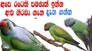 Layard S Parakeet අළු ගිරවා Alu girawa [upl. by Viv]