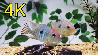 Geophagus Tapajos red head Severum Uaru in stunning 4K [upl. by Gonagle]