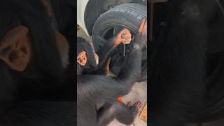 ‘Limbani’ the Chimpanzee helps change brake pads 🛞 [upl. by Suu]