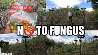 PAANO MAGSPRAY NG DITHANE FUNGICIDE SA DRAGON FRUIT  HOW TO USE DITHANE FUNGICIDE [upl. by Javier234]