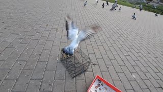 Gołąb Pocztowy od 309 jeszcze nie wrócił do Brodnicy gołębie pigeon taube golabpocztowy [upl. by Iramaj]