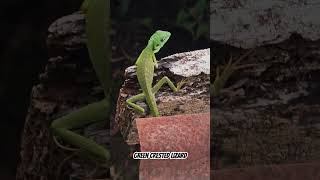 is a species of agamid lizard endemic to Southeast Asia [upl. by Alehc]