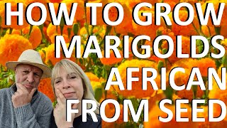 How to grow African Mexican Marigolds from Seed Tagetes erecta [upl. by Anse]