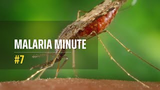 Malaria Minute 7 [upl. by Bresee]