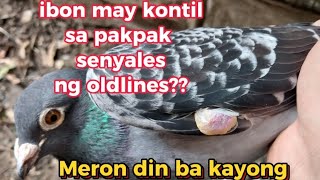 Ibon may kontil sa pak2 senyales ng oldlines meron din ba kayong ganitopigeon bird pigeonracing [upl. by Lorre]