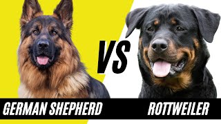 German Shepherd vs Rottweiler  Compare and contrast the dog breeds [upl. by Ahsela610]