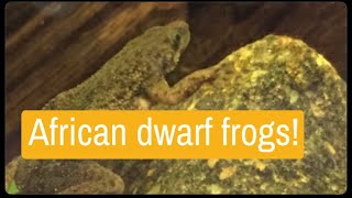 African dwarf frog care guide and breeding guide [upl. by Alleuol]