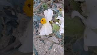 Carpenter Bees and Prickly Poppy Flowers  Kennedy Meadows nature sierranevada california [upl. by Ress]