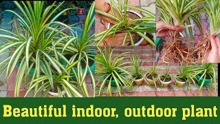 Pandanus plant carepropagation and repotting pandanus plantbeatiful indoor outdoor plant [upl. by Alset]