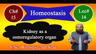 Biology Ch15Lecture14 Kidney as a osmoregulatory organ FSc 2nd Year [upl. by Nettie916]