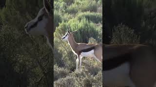 Springbok seen during a safari shorts wildlife [upl. by Ajnat]