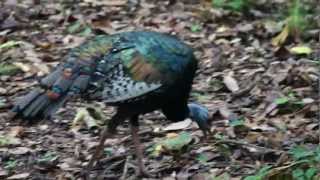 Ocellated Turkey Meleagris ocellata at Tikal site [upl. by Adonis379]