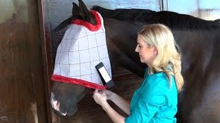 How to Choose the Best Fitting Fly Mask for Your Horse [upl. by Pinebrook]