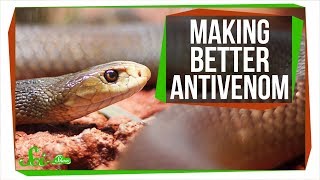 Making Antivenom out of Human Antibodies  SciShow News [upl. by Ennoid325]