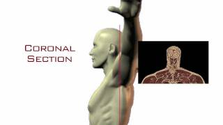 Anatomical Directions and Sections for Craniosacral Therapy Training [upl. by Nidak]