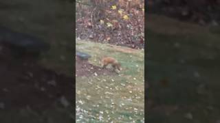 Fox 🦊Is Visiting foxes backyardanimals [upl. by Somerville969]