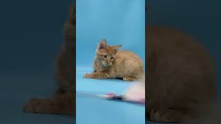 Wovik Red Maine Coon Male Kitten Available Now  Purebred Kitties [upl. by Taimi]