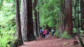 The Redwoods Forest Rotorua [upl. by Reimer]