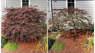 Before amp After pruning a Japanese laceleaf Japanese maple  previously unpruned on Camano Island WA [upl. by Hezekiah634]