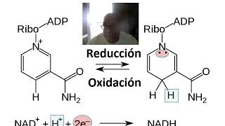 METABOLISMO DE CARBOHIDRATOS [upl. by Kathryne]